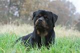 ROTTWEILER 402